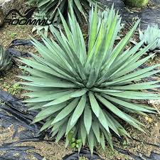 Image result for Agave sisalana