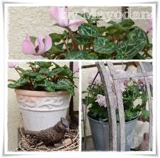 Herbst Im Wintergarten Und Diy Blumenstecker Aus Hakelrosen Alpenveilchen Garten Wintergarten