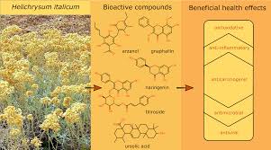 Image result for Helichrysum