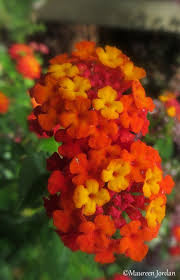 A Rainbow Of Colors Flores Exoticas Flores Arbustos