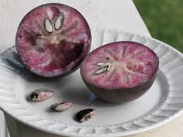 Image result for Pouteria altissima