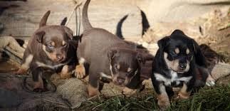 Kitchen equipment australian kelpie breeders. Karmala Australian Working Kelpie Stud