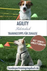 Ich habe mir ein agility set gekauft um neli ein wenig zu bespaßen und wie das aussieht und ob das set etwas taugt, dass seht ihr hier im video. So Kannst Du Mit Deinem Hund Zuhause Die Fuhrtechnik Im Agility Uben Agility Hund Hundchen Training Hunde