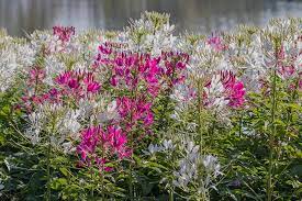 How To Grow Cleome Spiderflower Gardener S Path