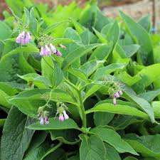 Comfrey