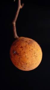 Image result for Landolphia kirkii