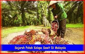 A mainly hakka community which was formed back in the 1950s when the british. Sejarah Pokok Kelapa Sawit Di Malaysia Pertanian Organik Facebook