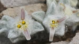 Image result for Baissea viridiflora