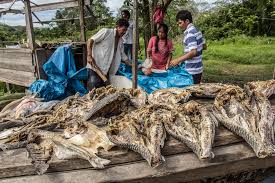 Located in the las vegas valley just several miles from the las vegas strip, galleria at sunset mall provides an unbeatable experience for locals and tourists alike looking for shopping in henderson, nevada. Indigenous Community Calleria Cifor Knowledge