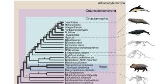 Blue Whale Classification