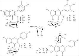 Image result for Secamone africana