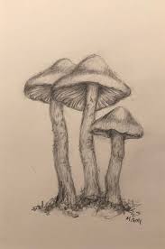 Mushroom Drawing Mushroom Drawing Drawings Art