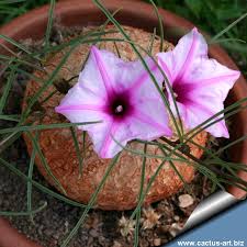 Image result for Ipomoea bolusiana
