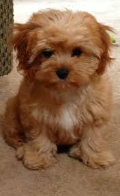 Black And Brown Dog Breeds Puppy Why Are Small Dog Breeds Popular Anyway Get The Scoop On Small Dog Breeds That Are Good With Kids Don T Shed Or Bark P Cavapoo Puppies Baby Animals Cute Dogs