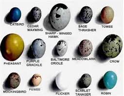 Garden Bird Birds And Their Eggs Pictures Types Of Bird Eggs Pictures To Pin On Pinterest Pinsdaddy Bird Eggs Bird Egg Identification Wild Birds