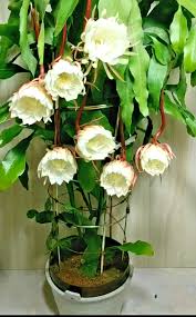 Image result for Oxypetalum