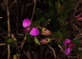 Image result for Polygala ohlendorfiana