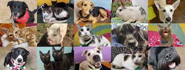 This rescue hasn't posted any pets that match these criteria. C A R E Animal Rescue Home Facebook