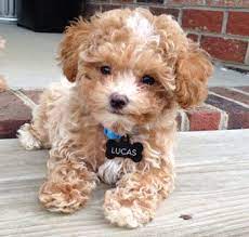 Find your new puppy here! Looking For Teddy Bear Puppies For Sale We Are Going Present A Brief Description Of Each Breed So You Know Th Teddy Bear Puppies Teddy Bear Dog Maltipoo Puppy
