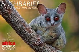 Bush baby — ush baby, bushbaby ush ba*by(b.ush b=a*by^), n. Bushbabies The Southern Lesser Galago Africa Geographic