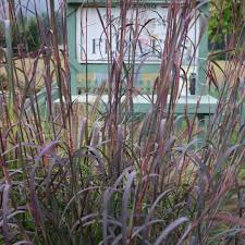 Image result for Andropogon chinensis