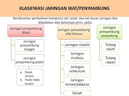 Peta Konsep Struktur Dan Fungsi Jaringan Hewan