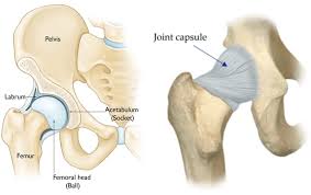 Hip Joint Anatomy And Pathology | London Bridge Sports Medicine