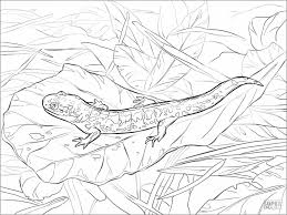 And you can freely use images for your personal blog! Realistic Salamander Coloring Page Coloringbay