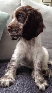 Pin By Sasha On Vegan Coleslaw Cocker Spaniel Puppies Spaniel Puppies Springer Spaniel Puppies