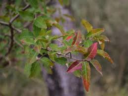 Image result for Spirostachys