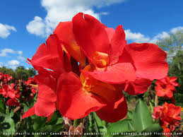 Image result for Ficalhoa