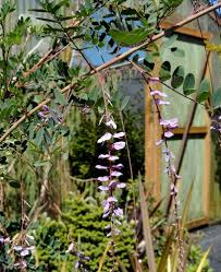 Image result for Indigofera wentzeliana