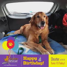 A golden retriever can change your life!®. Golden Rescue Home Facebook