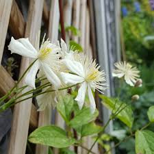 Clematis paul farges summer snow. Clematis Paul Farges Syn Clematis X Fargesioides Clematis Summer Snow Clematis Paul Farges Uploaded By Janric