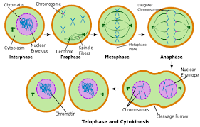 The juejun hu research group at the massachusetts institute of technology (mit) focuses on novel materials and devices for exploiting interactions of light with matter. Mitosis Pmat Posts Facebook