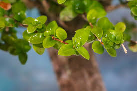 Image result for Premna hans-joachimii