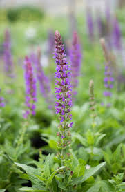 Image result for Salvia