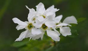Benvenuto nella sezione fiori della categoria giardino e giardinaggio di pianta di gardenia jasminoides in vaso ø18 cm fiori profumatissimi. Fiori Bianchi Da Giardino Idee Green