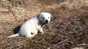 Although considered a hungarian breed, the kuvasz probably descends from giant dogs of tibet. Kuvasz Kolyok Youtube