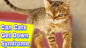 However, some genetic mutations can be the same in both cats and humans. Can Cats Get Down Syndrome Youtube