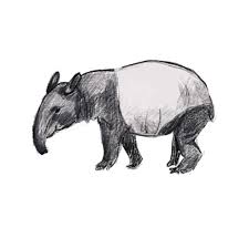 julie k on instagram little malayan tapir sketch on procreate this species is endangered according to the iucn red list endange tapir endangered species
