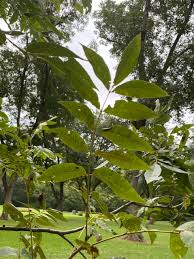 Image result for Carya illinoinensis