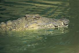 Your starfish's arm will be in the shape of your left thumb! Crocodile Habitat Description Teeth Facts Britannica