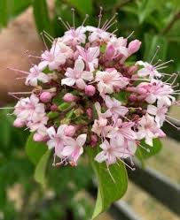 Image result for Volkameria