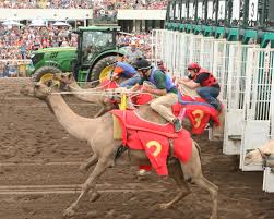 Camel and ostrich races 2019 live stream henderson, ky. Ostrich Race Canterbury Park