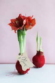The Perfect Low Maintenance Plant Low Maintenance Plants Amaryllis Bulbs Planting Bulbs