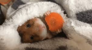 Try it now, risk carrot gif. Just Chewing Carrot Gif Art