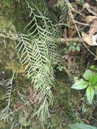 Image result for Grammitis cryptophlebia