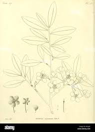 Image result for Ochthocharis dicellandroides