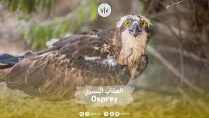 يستطيع العقاب النسري رؤية الأسماك من تحت هيئة البيئة والمحميات الطبيعية في الشارقة